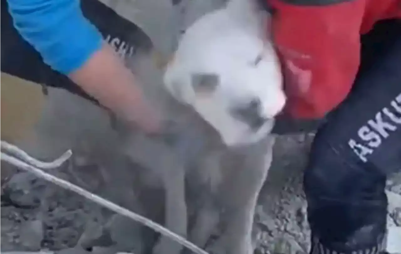 Perrito es rescatado entre escombros tras sismo en Turquía | VIDEO