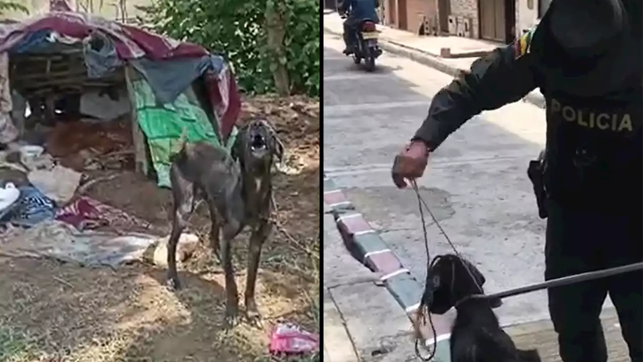 [VIDEO] Rescataron a perrita que habrían dejado abandonada en un cambuche