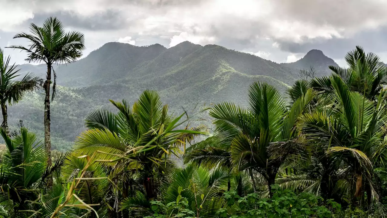 Puerto Rico’s first backpacking trail traverses El Yunque rainforest