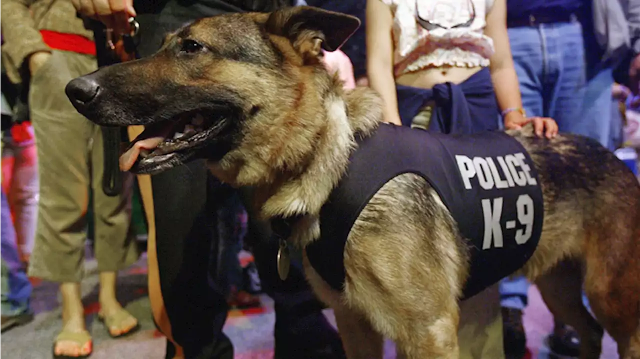 California Lawmakers Consider Bill That Would Reduce Use of Police Dogs