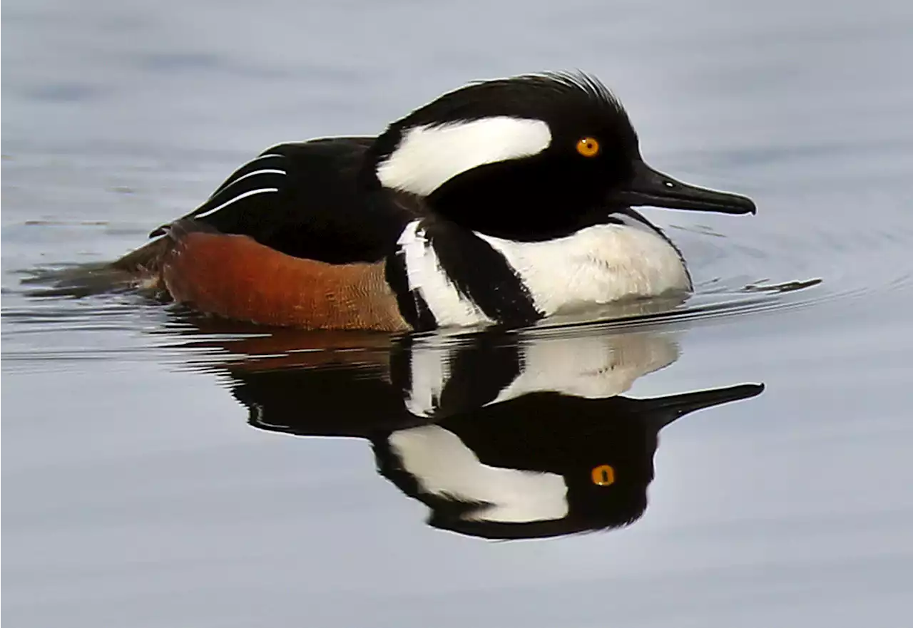 Wild Ducks Found Dead in Maine Test Positive for Bird Flu