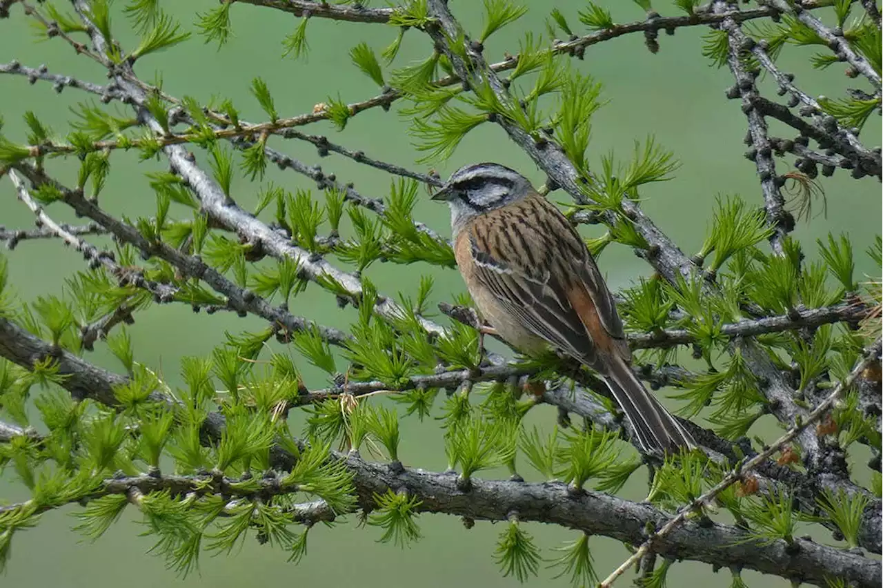 Avalanches create habitats for a wider range of birds in the Alps