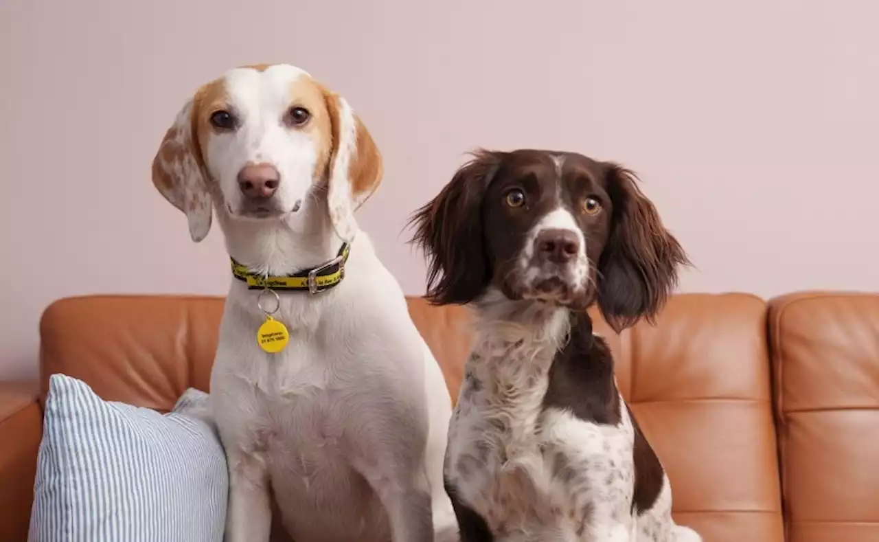 Dogs Trust Valentine's Day appeal to keep canine couple together