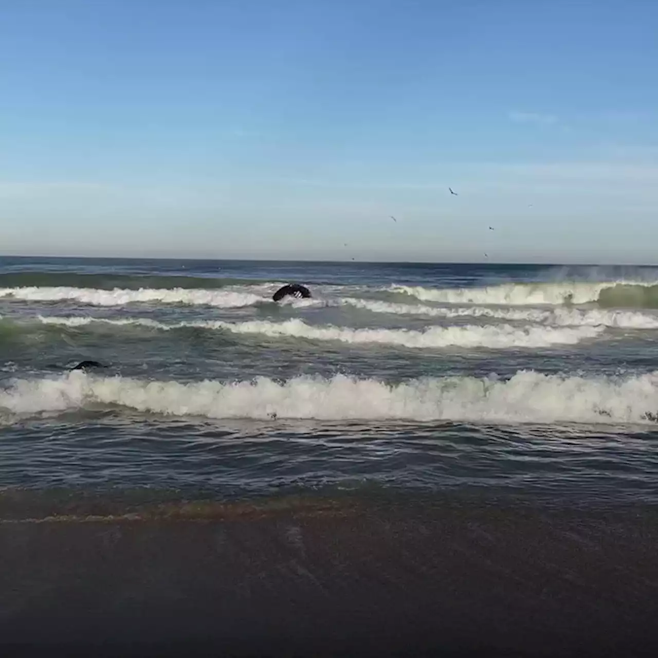 Another dead whale washes up at Jersey Shore, drawing worried crowd