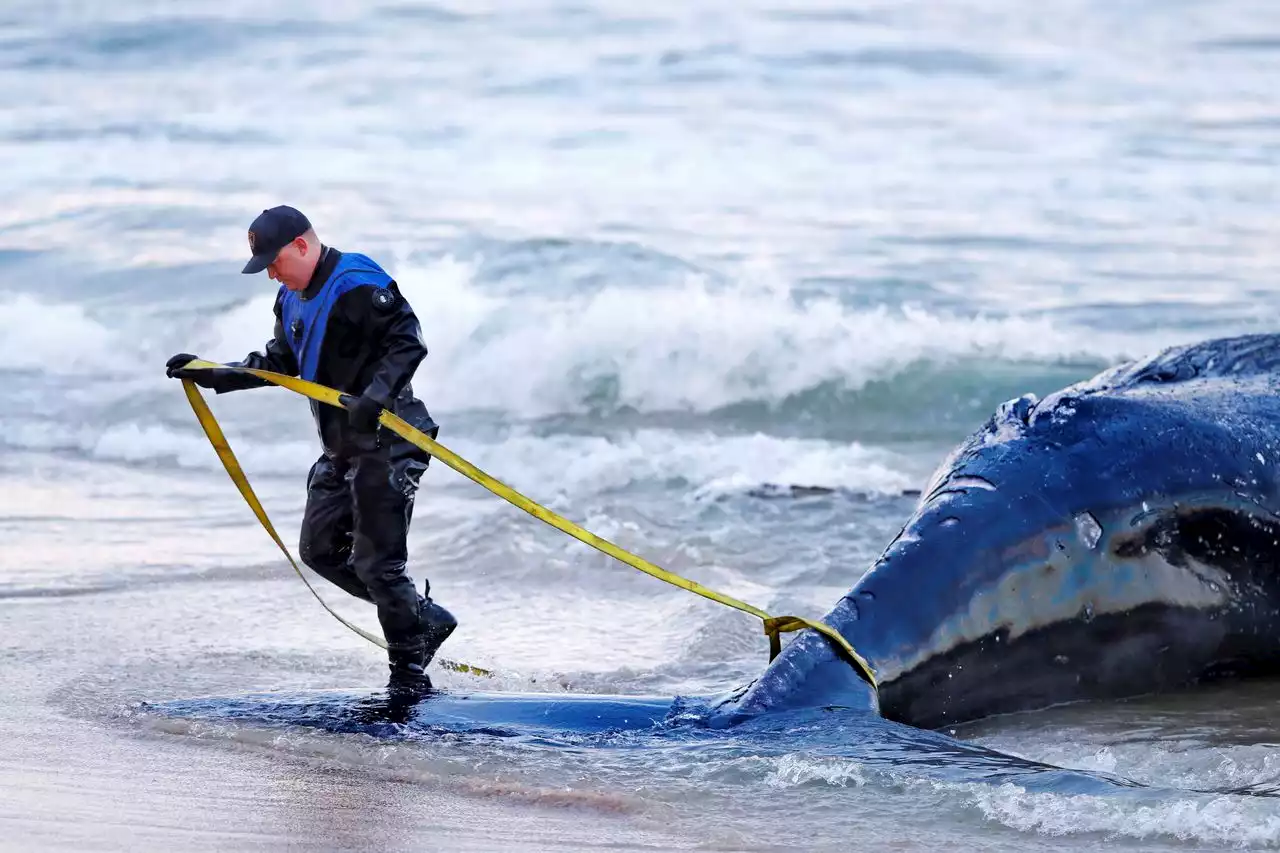 Humpback whale carcass will be moved to N.J. landfill for exams to determine cause of death