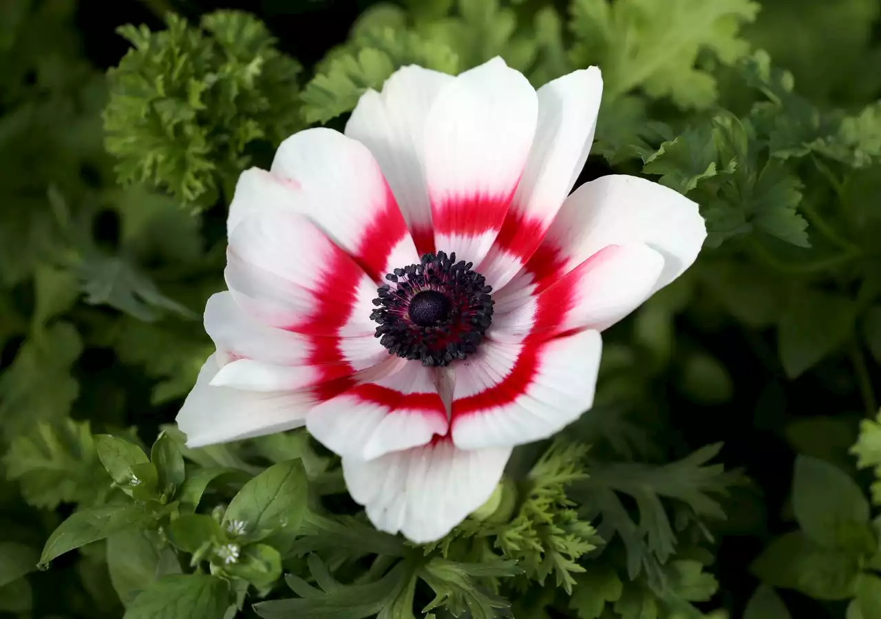 N.J. farmer growing flowers a little greener thanks to grant to convert to geothermal heat