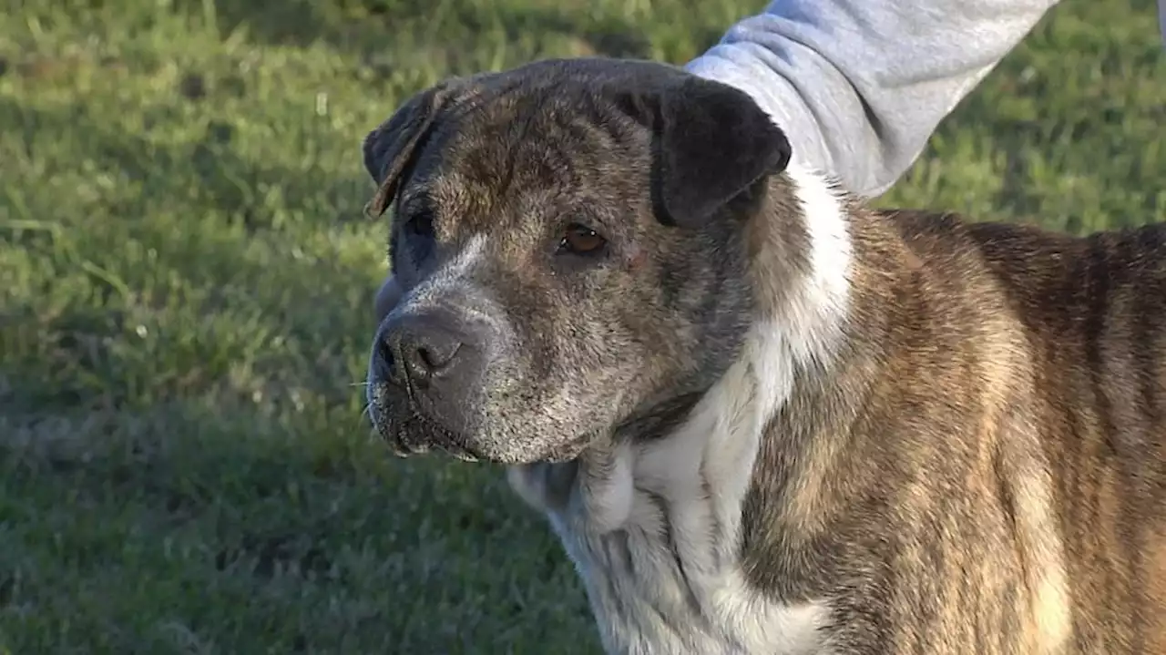 Xia, la perrita que fue rescatada del mar en Noia y que nadie quiere adoptar