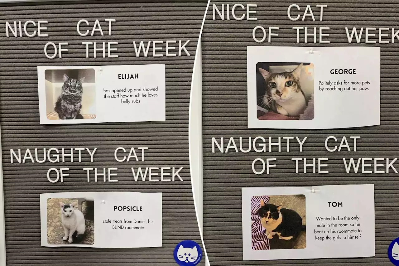 Shelter goes viral for its ‘nice and naughty’ cat of the week series