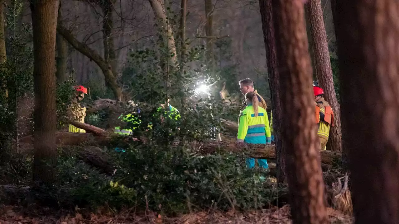 Man die stierf door omvallende boom, werd gevonden door zijn zoon