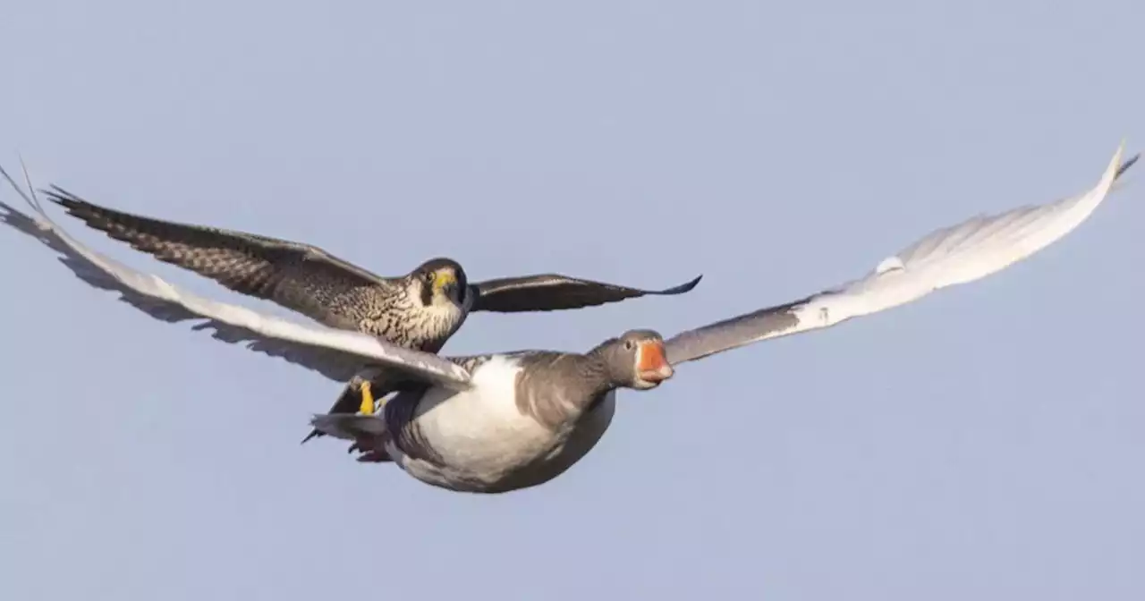 Photographer Catches Falcon Hitching a Ride on a Goose