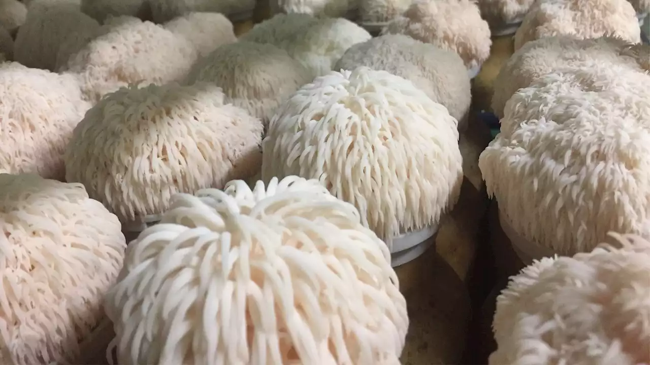 Lion’s mane mushroom shows promise in boosting brain cell growth