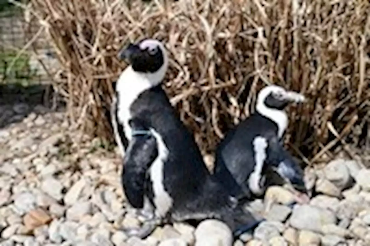 A penguin love story: At 43, she’s the world’s oldest African penguin. Her mate is 13.