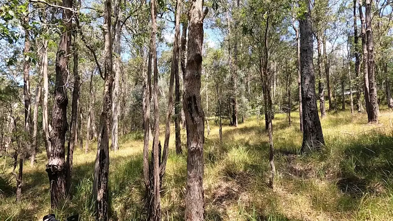 Australia's endangered wildlife gets lifeline from invention that hollows trees