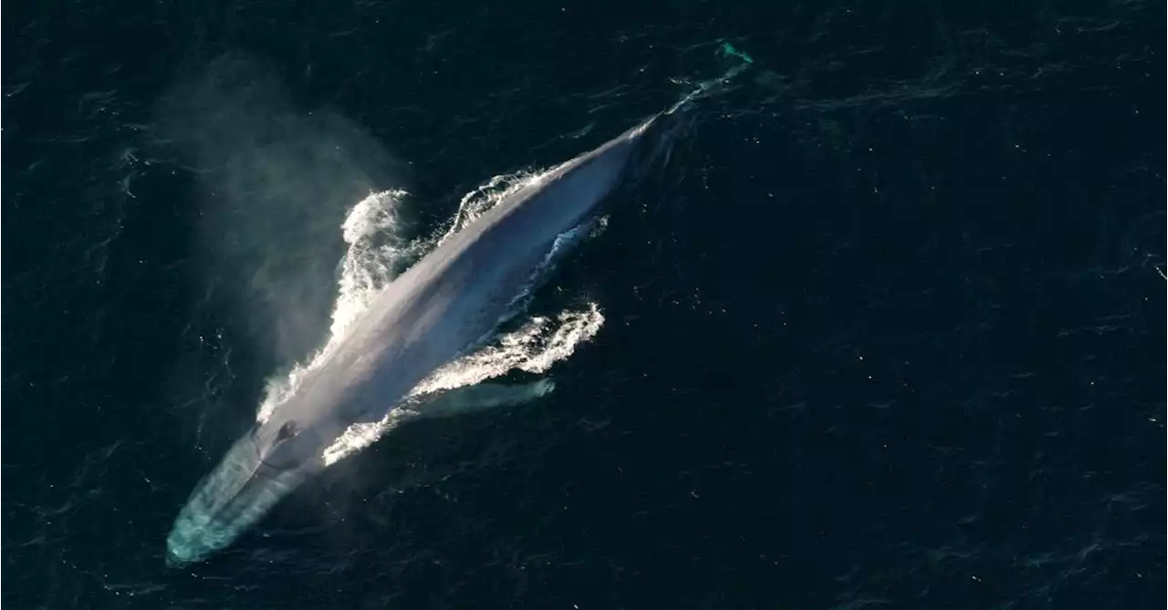 Noise from deep-sea mining may disrupt whale song, study finds