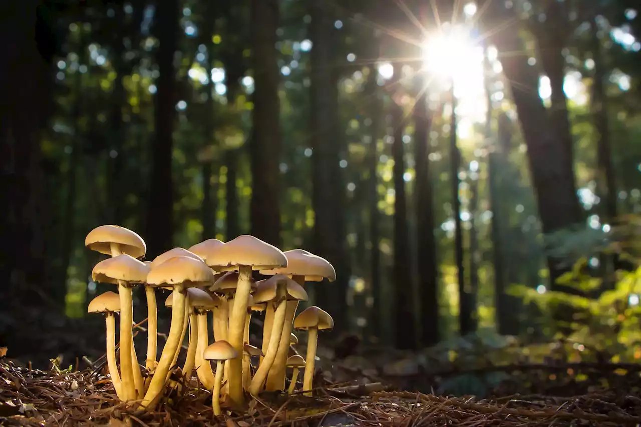 Wood-Wide Web: Do Forest Trees Really “Talk” Through Underground Fungi?