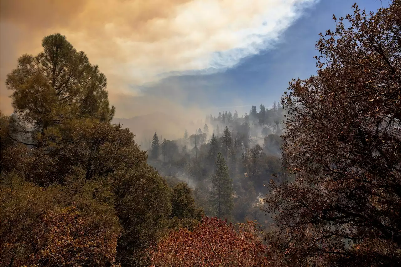 Here's what killed 36 million trees in California last year