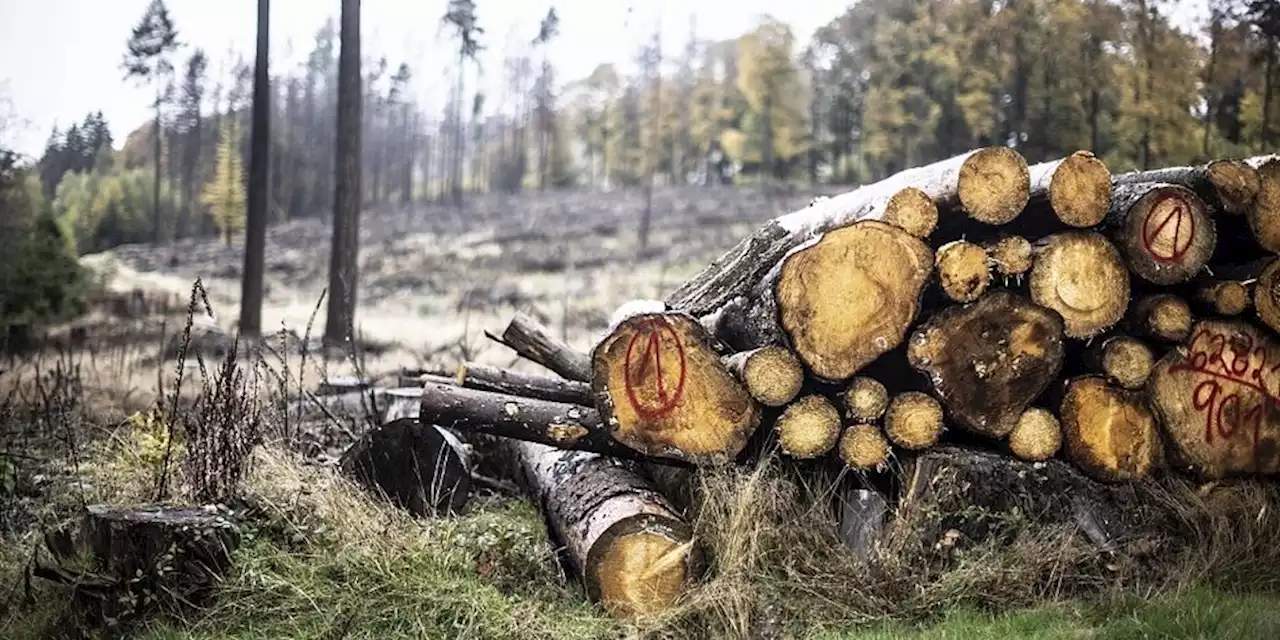 Holz als Energieträger: Hoffen auf den Wald