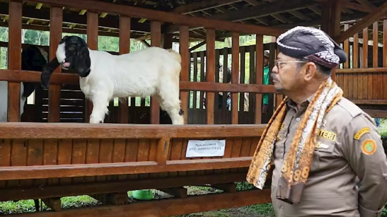 Menteri Syahrul Dorong Peningkatan Produksi Kambing dan Domba