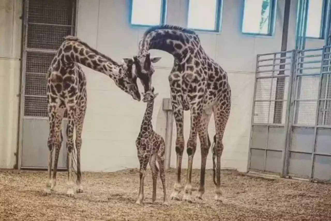 Horror as popular giraffe dies after breaking his own neck in enclosure gate