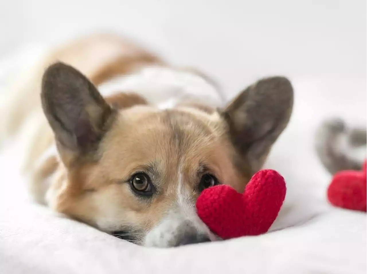 Many Canadians would rather party with their pets this Valentine’s Day