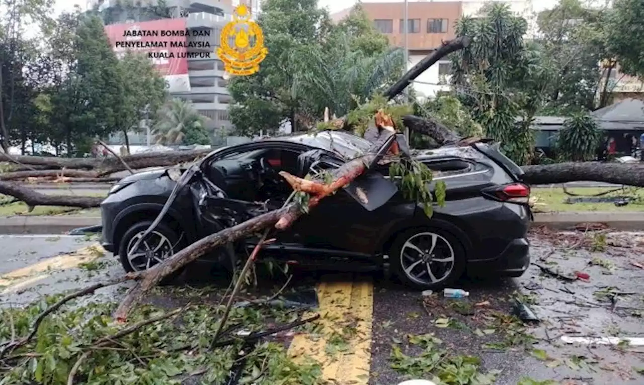 Dua kejadian pokok tumbang di ibu negara