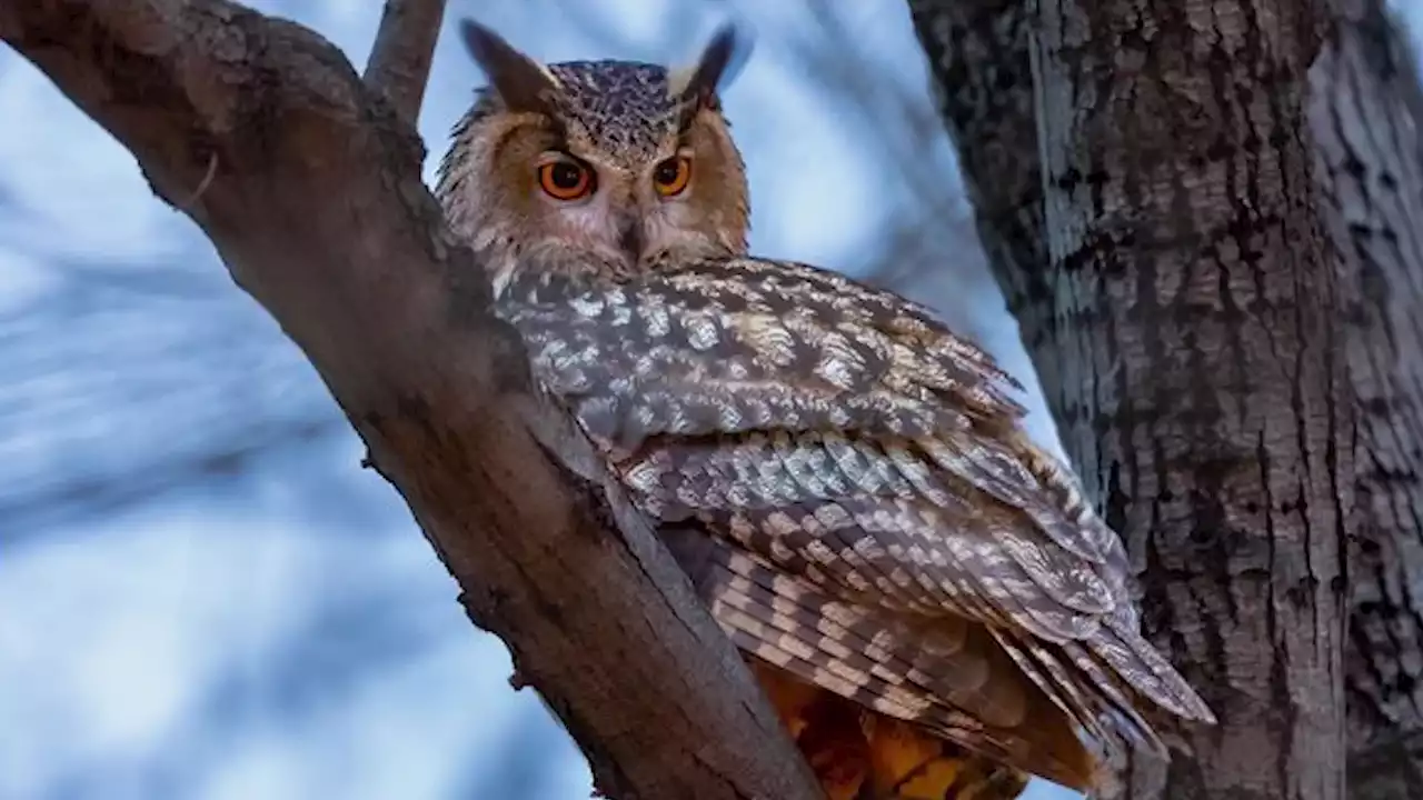 Flaco The Owl Surviving In Central Park After Zoo Vandalism - Videos from The Weather Channel