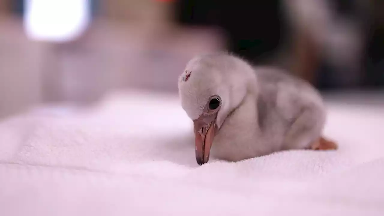 Fort Worth Zoo Welcomes 17 Flamingo Chicks - Videos from The Weather Channel