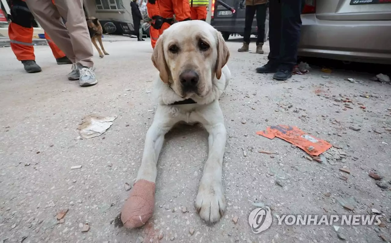 [튀르키예 강진] '숨은 영웅' 한국 구조견 붕대 투혼, 현지서도 화제 | 연합뉴스