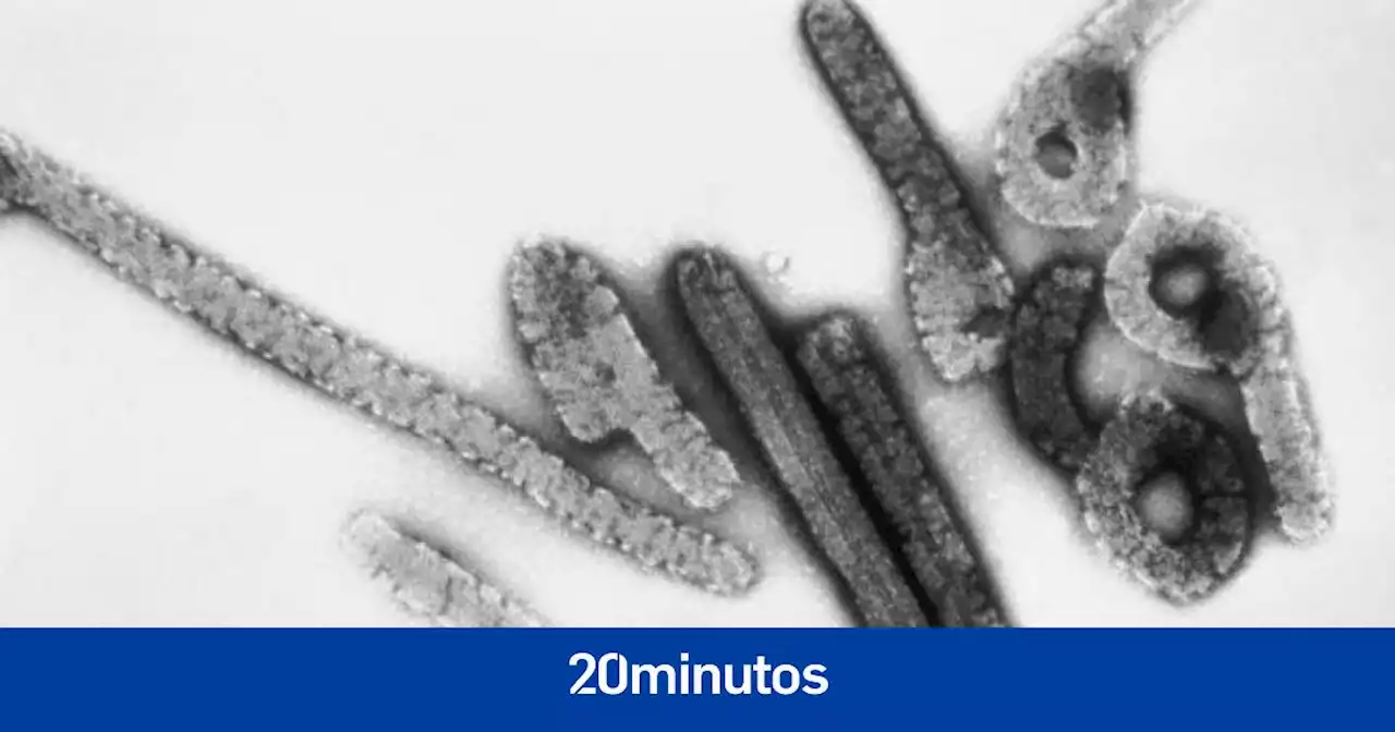 Alarma en la OMS por el virus de Marburgo, similar al ébola: deja 9 fallecidos en Guinea Ecuatorial, que activa la alerta sanitaria