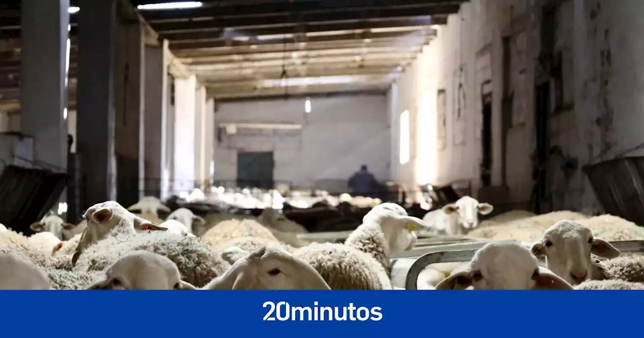 Castilla-La Mancha controla la viruela ovina al no registrar nuevos focos en la última semana y cifra en 40.000 los animales sacrificados