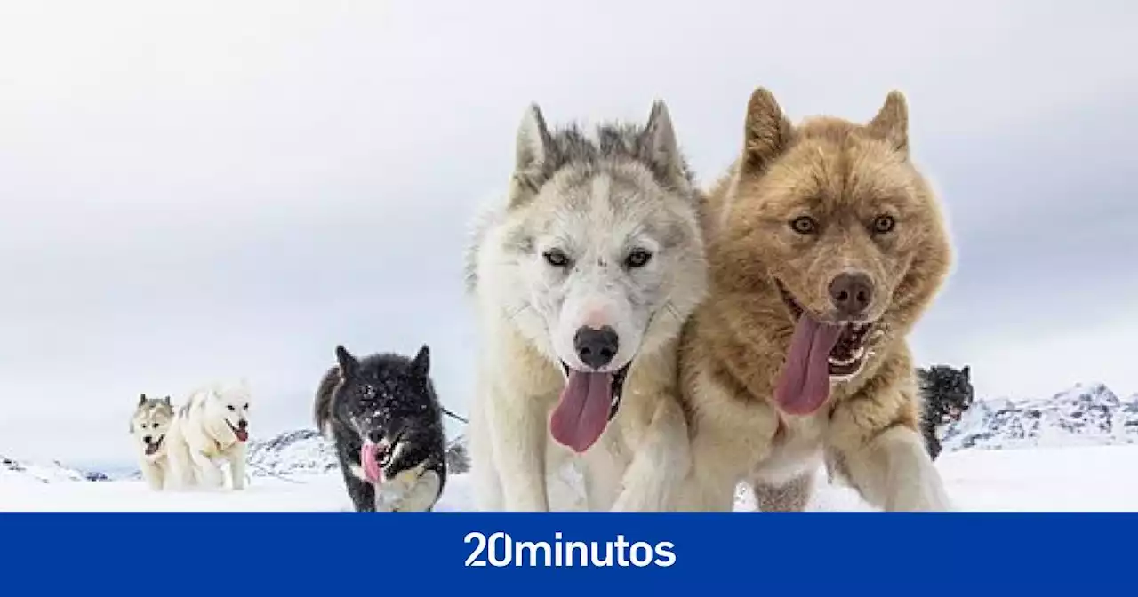 Los perros domésticos y los aullidos, de qué depende que los emitan y entiendan