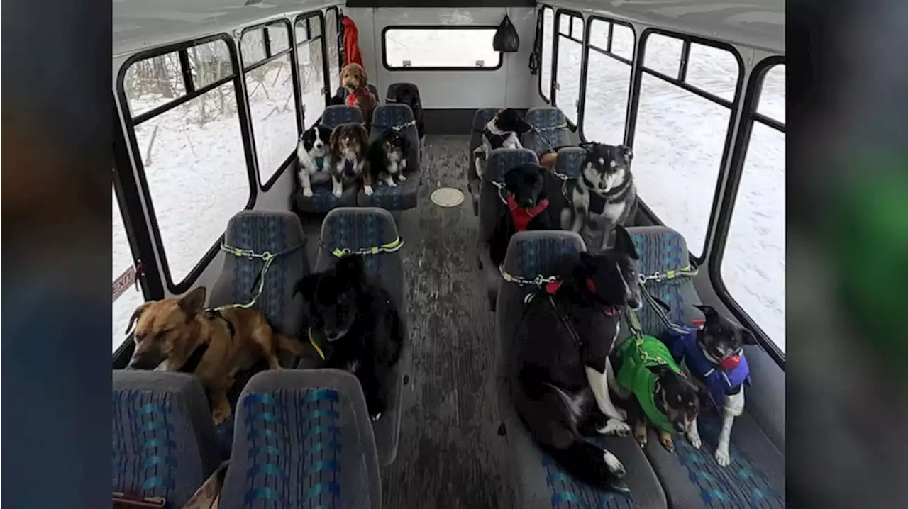 These dogs in Alaska ride on a bus like humans