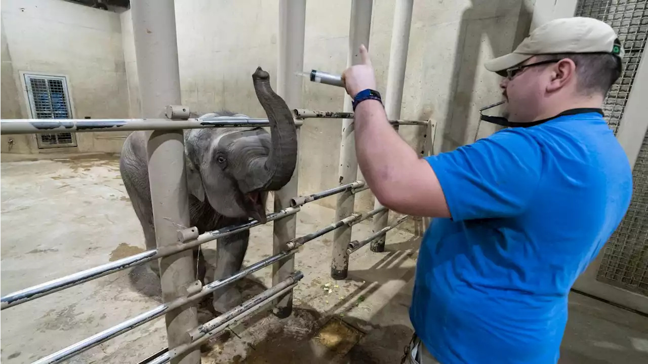 New Columbus Zoo lab tests for deadly elephant virus