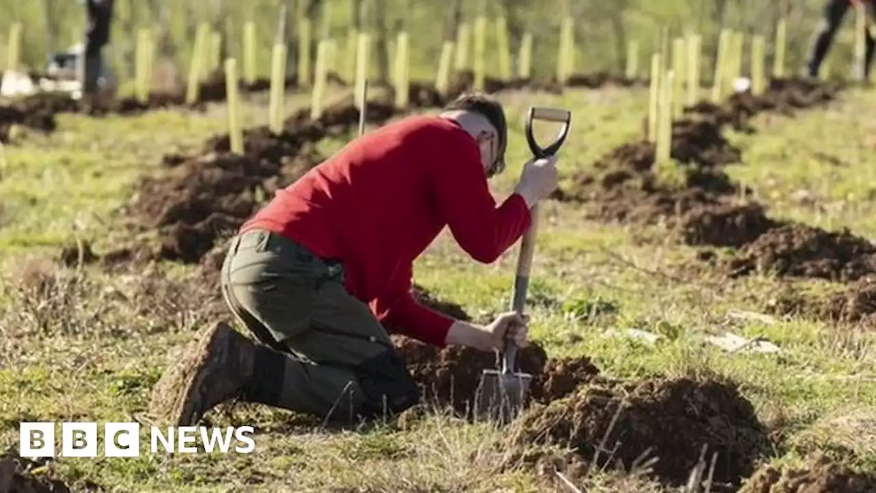 National Trust planting 'future-proof' woods near Plymouth