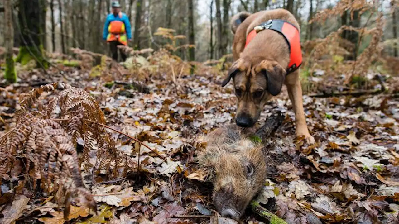 'Den Jägern ist verstärkte Bejagung angeordnet worden'