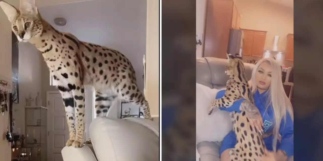 Woman asks for help capturing pet serval on the loose