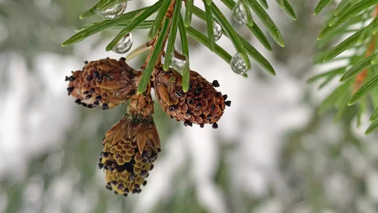 Auf einer Fichte im Garten: Schweizer Forscher findet auf Mittagsspaziergang neue Pilzgattung