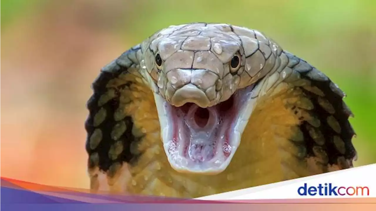 Fakta-fakta King Cobra yang Tewaskan Ketua Sioux Ular Indonesia