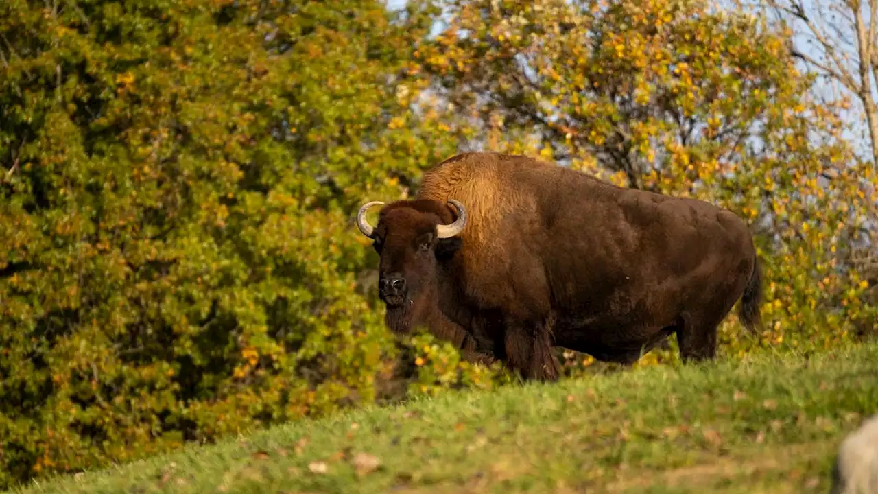 Columbus Zoo and Aquarium announces the death of 12-year-old bison Hermie