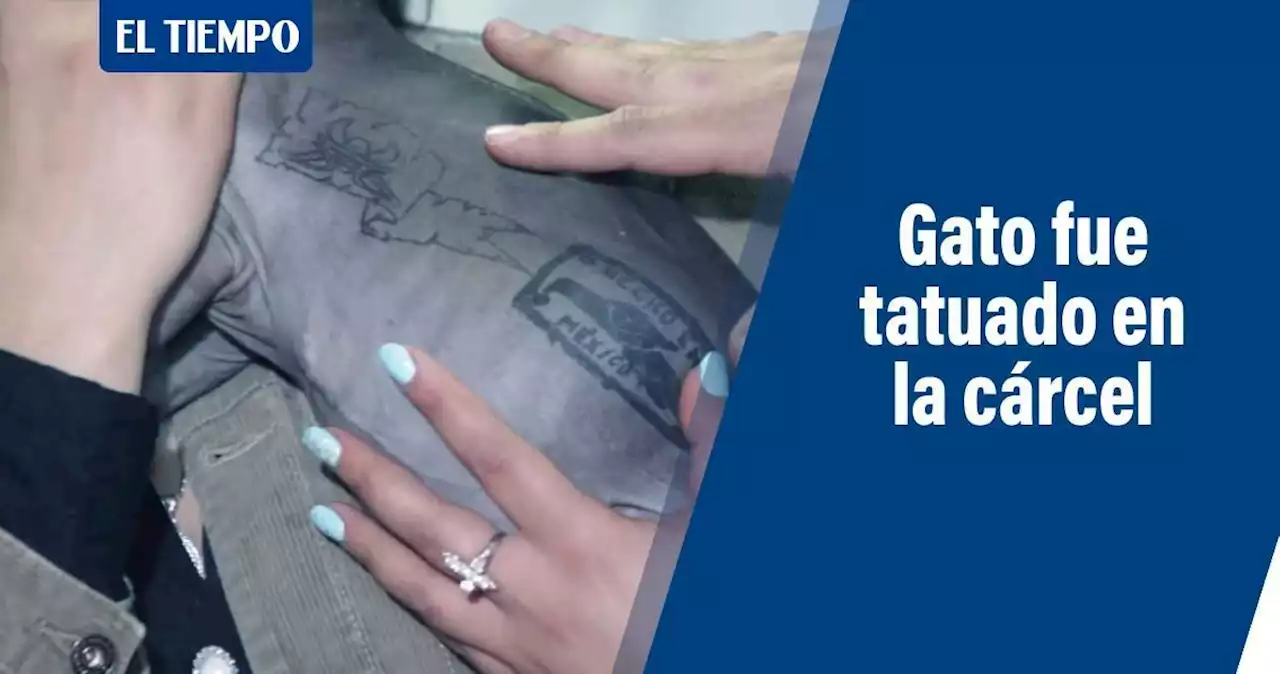 Rescatan a un gato calvo que fue tatuado en una cárcel de México