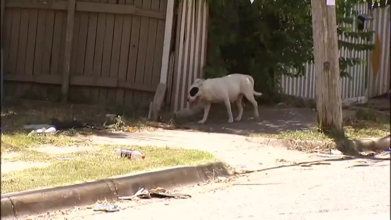 Campaign to tackle Dallas' loose dog problem comes to an end after 6 years