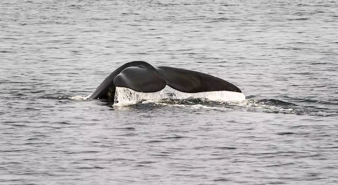 Deep-sea mining may disrupt whale communication, study finds