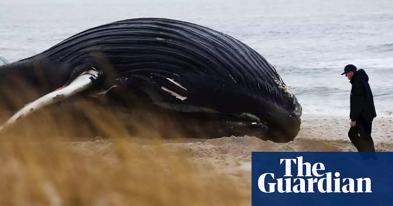 Investigation under way as ninth dead whale washes up in New Jersey