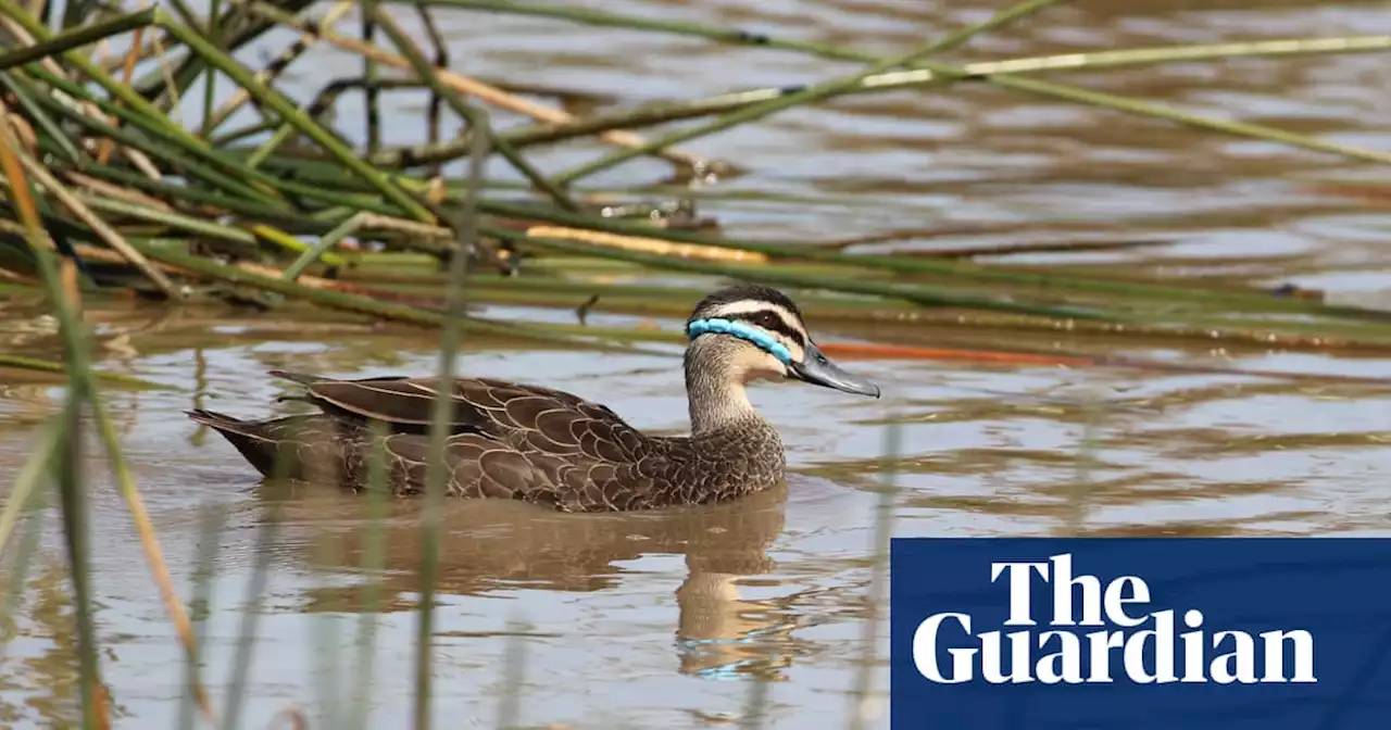 More than 350 birds found dead at Victorian nature reserve as authorities investigate cause