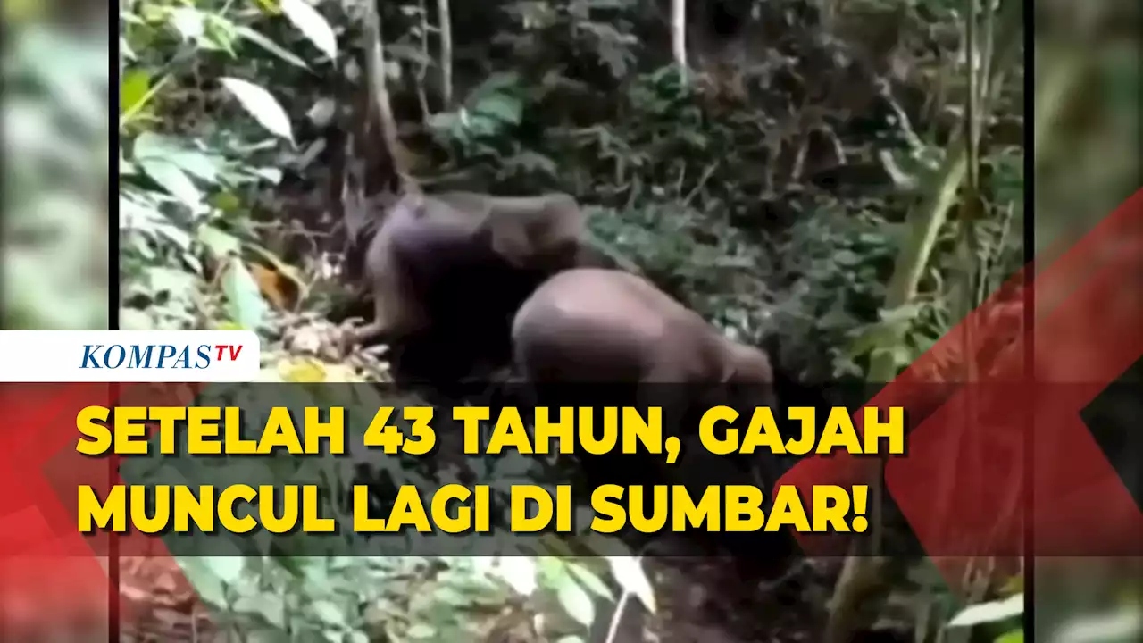 Viral Penampakan Dua Ekor Gajah Di Sumatera Barat Setelah Terakhir