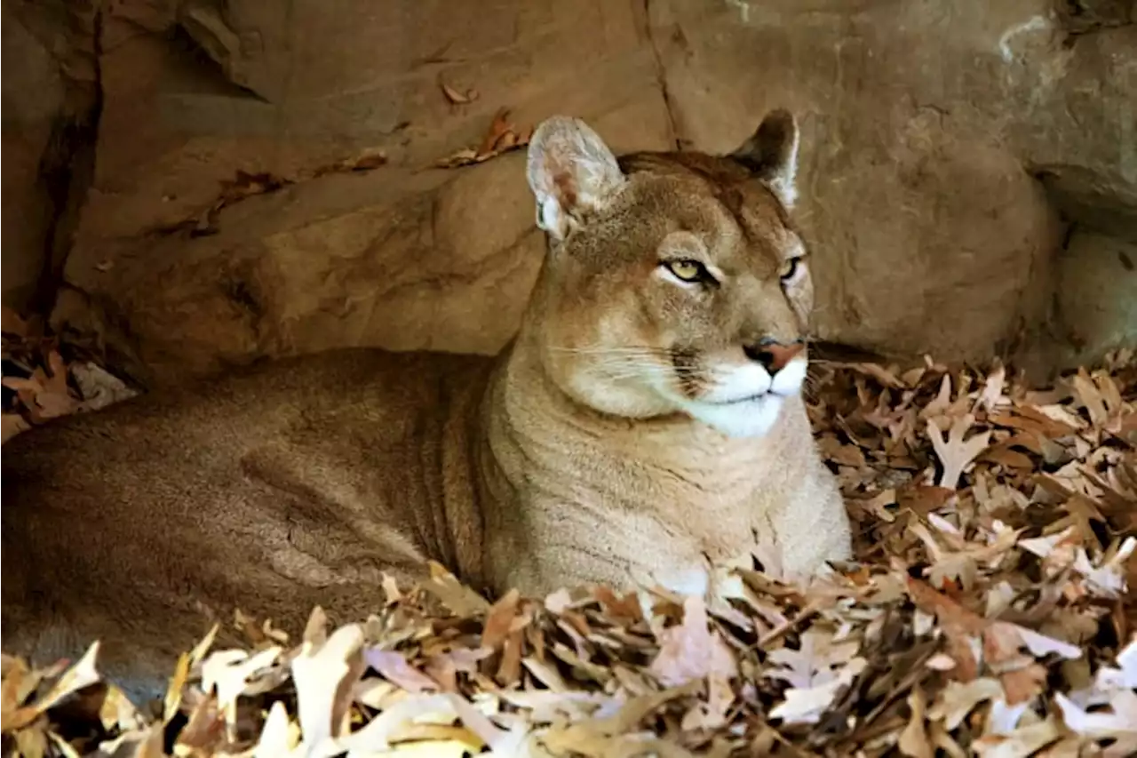 San Marcos city officials provide safety tips after possible mountain lion sighting