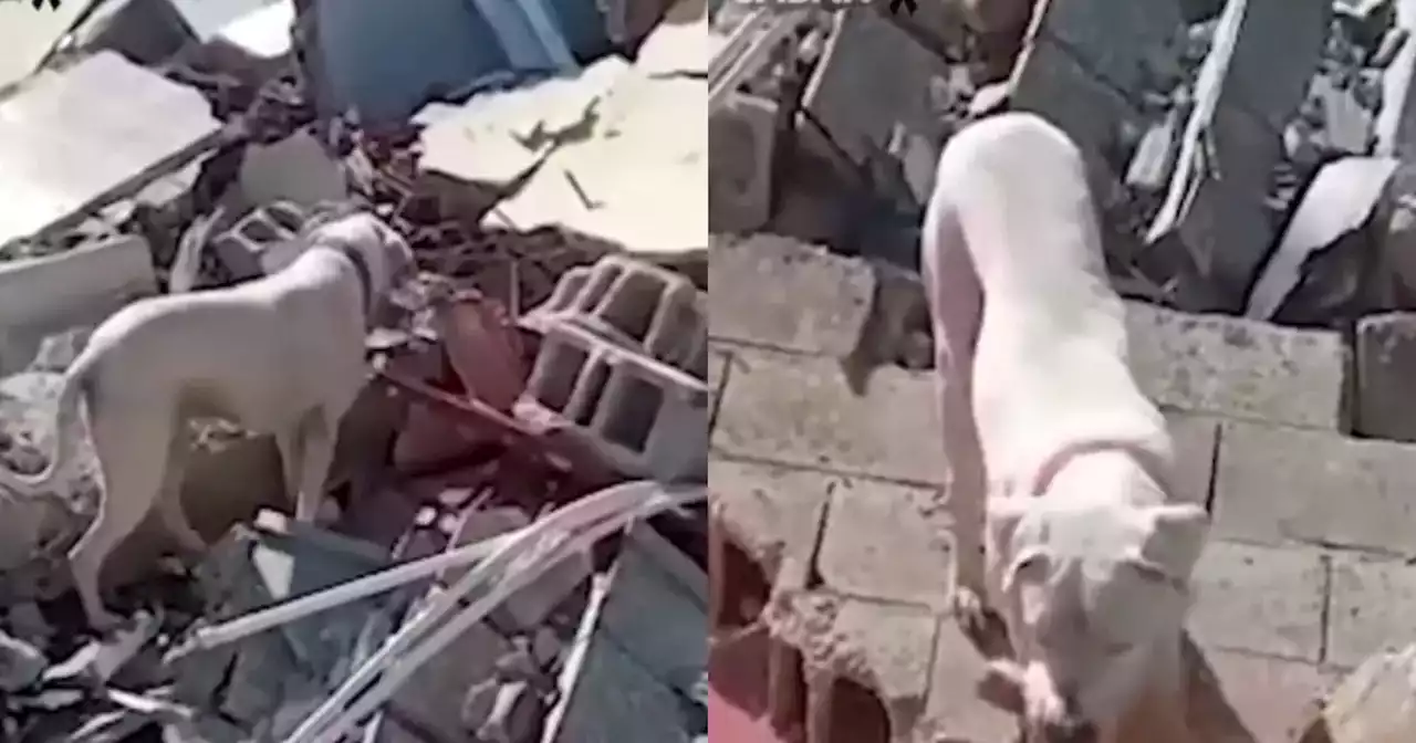 Video: Emotiva escena muestra a un perrito llevándole pan a su dueño que está enterrado en escombros