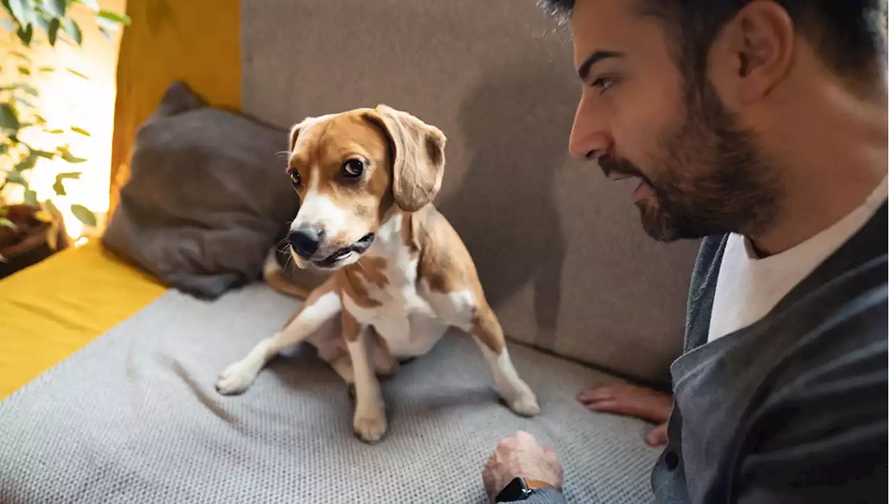 Il mio cane mi odia? Ecco come scoprirlo