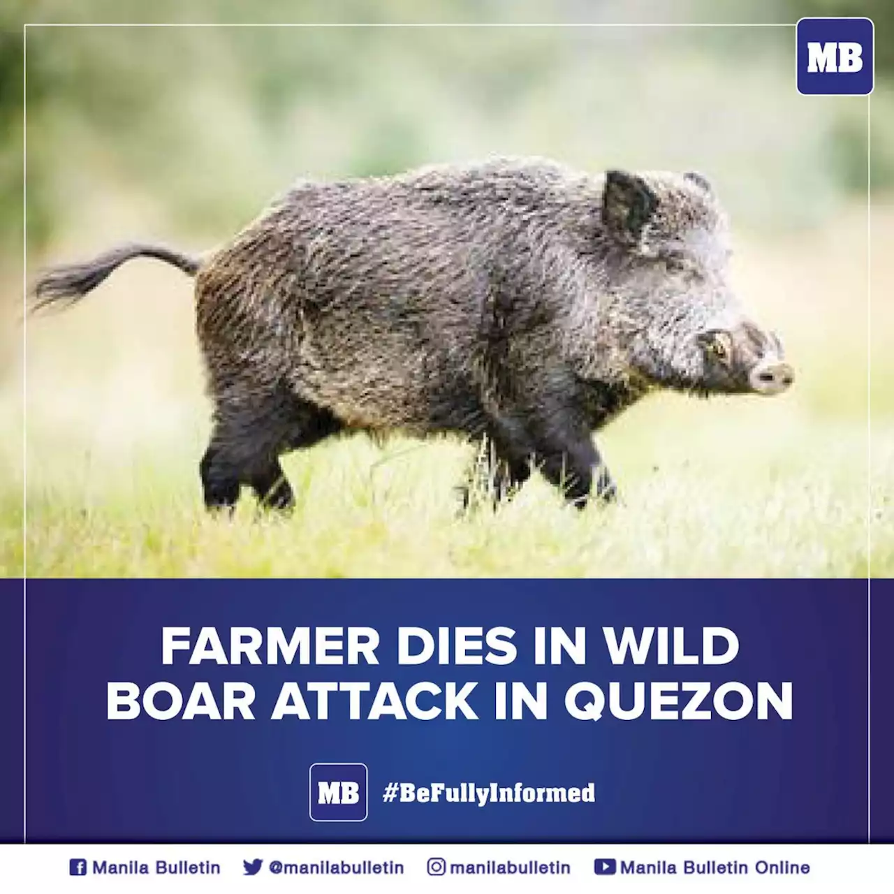 Farmer dies in wild boar attack in Quezon