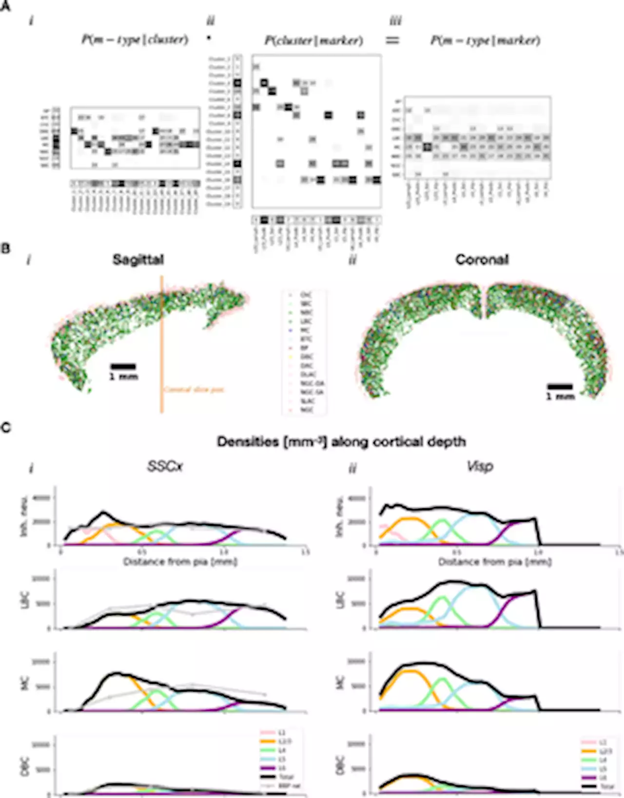 Mapping of morpho-electric features to molecular identity of cortical inhibitory neurons